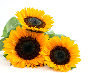 Bouquet of three sunflowers on the white background with space for your text.