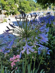 flowers on the beach