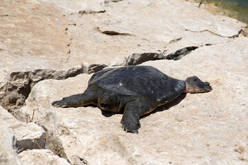 Nile Softshell Turtle (Trionyx triunguis).  Big Terrapin.