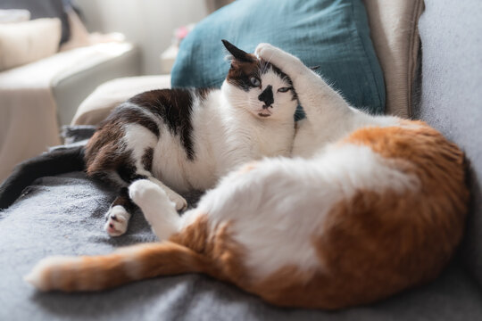 Dos gatos domesticos juegan en un sofa antes de dormir