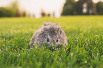 young guinea pig  in the grass