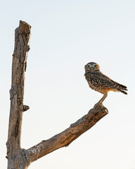 Burrowing Owl on tree limb perch