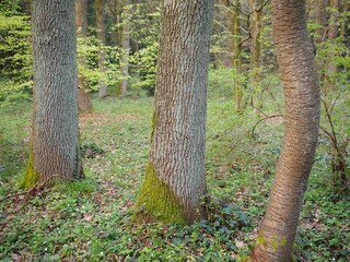 Abweichung - gekrümmter Wildkirschenbaum fällt aus der Reihe