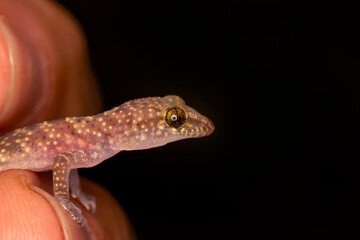 Closeup  Beautiful gecko in the garden