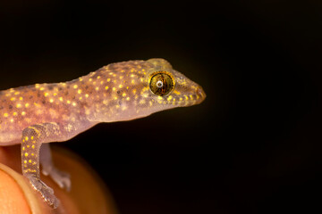 Closeup  Beautiful gecko in the garden