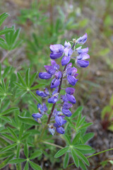 Nootka lupines at Sunrise, Alaska on the Kenai Peninsula
