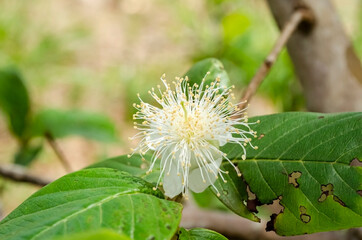 Psidium Guajava Flower (Guava)