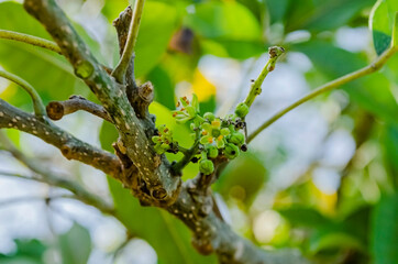 Tiny Flowers Of Mexican Apple Tree
