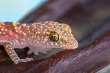 Closeup  Beautiful gecko in the garden