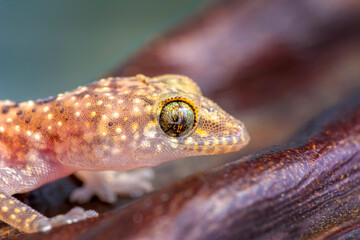 Closeup  Beautiful gecko in the garden