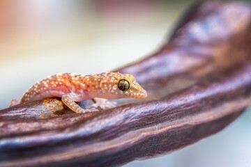 Closeup  Beautiful gecko in the garden