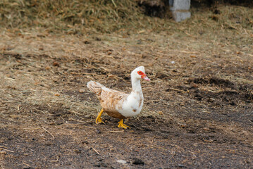 Domestic duck on a poultry farm on a summer day. Farming. Agricultural industry