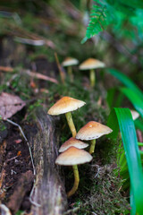 mushroom in the forest