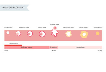 Reproductive system concept