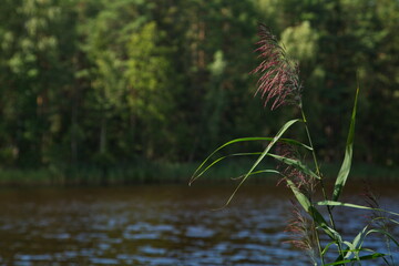 On the shores of Lake Chernoe in the vicinity of the town of Pokrov, Vladimir region, Russia.