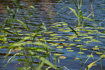 On the shores of Lake Chernoe in the vicinity of the town of Pokrov, Vladimir region, Russia.