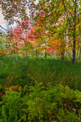 Autumn, Sieur de Monts Nature Center area, Acadia National Park, Maine