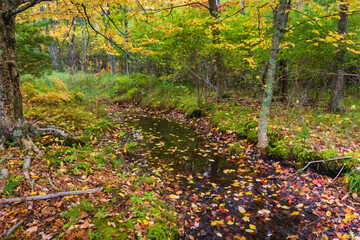 Autumn Leaves in Stream, Sieur de Monts Area, Acadia National Park, Maine