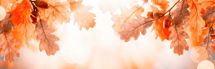 Deurstickers Autumn yellow leaves of oak tree with acorns in autumn park. Fall background with leaves in sun lights with bokeh. Beautiful nature landscape. © Svetlana Kolpakova