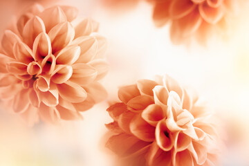 Autumn floral composition made of fresh dahlia on light pastel background. Festive flower concept with copy space.
