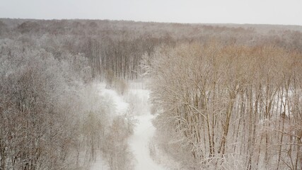 Snowy forest, view from above. Top down aerial drone view in a snowy winter forest, natural landscape, frozen forests.