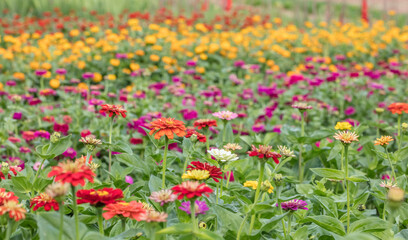 Naklejka premium blumen