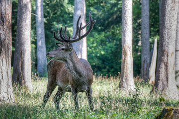 Red deer with bast antlers grazing in a forest meadow. Red deer can only track its natural behavior...