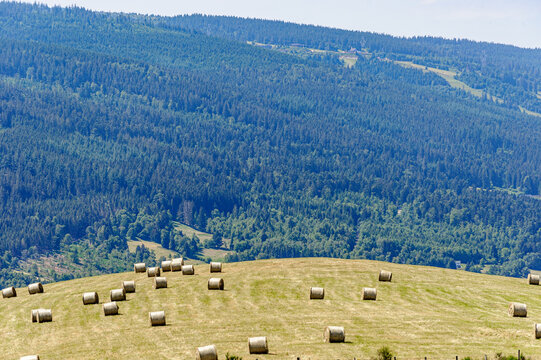 Hay farming in the Vosges mountains. The bales of hay are waiting in the sun for the farmer to come and get them.