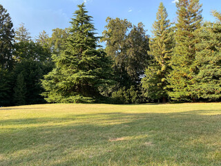 trees in the park