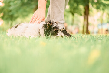 small happy Beaver Yorkshire Terrier lies on the green grass in the park.