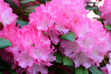Blooming pink rhododendron bush close-up.