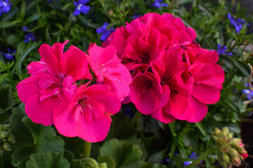 Blooming magenta pelargonium grows in a flower bed. Close-up