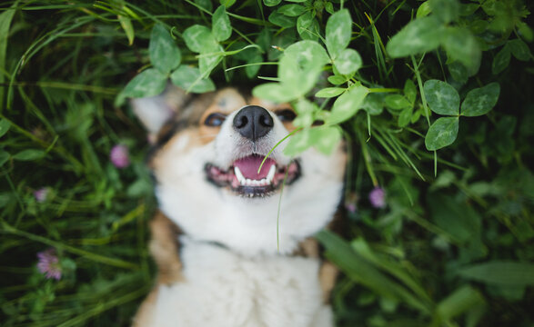 dog nose close up in  a grass, happy dog, welsh corgi pembroke dog
