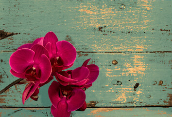 Orchidee in lila violett vor Holz Vintage