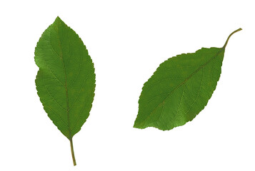 leaves of the tree - apple on a white background