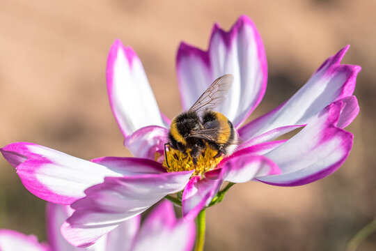 Insekt auf bl&uuml;te