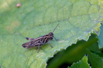 grasshopper on a green cucumber leaf