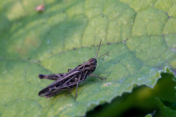 grasshopper on a green cucumber leaf