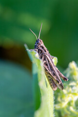 grasshopper on a cucumber leaf