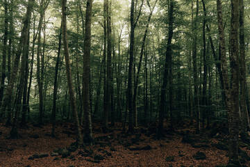 Horizontal photo of quiet forest with tall green trees in la fageda d'en Jordà