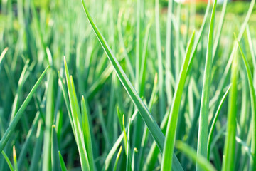 close-up of background from green onions.