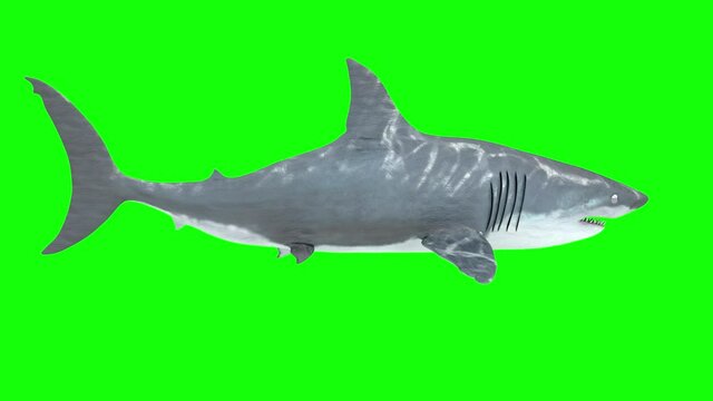 shark on green background render 3d
