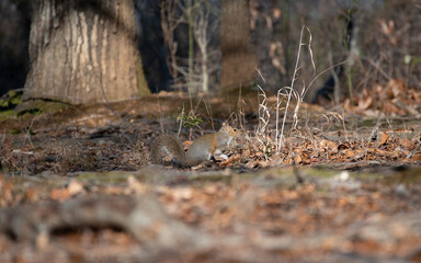 Eastern Gray Squirrel