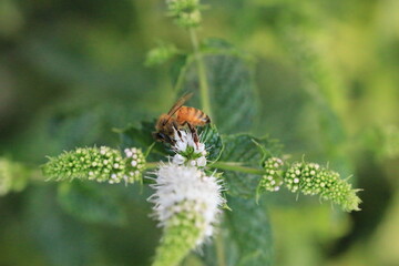 Bee on Mint flower_4441