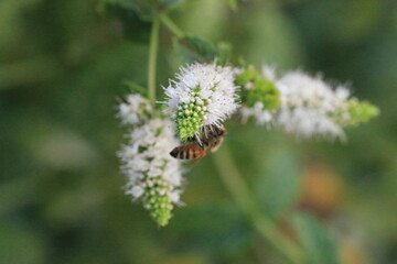 Bee on Mint flower_4449