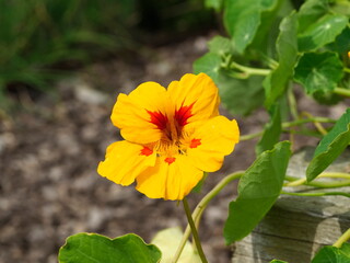 red and yellow nasturtium flowers