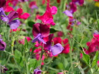 Obraz premium pink and purple sweet pea flowers