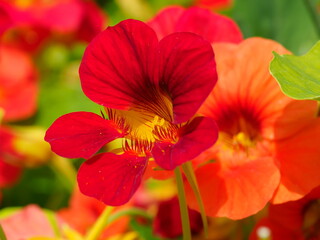 red and yellow nasturtium flowers