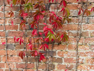 red creeper on brick wall