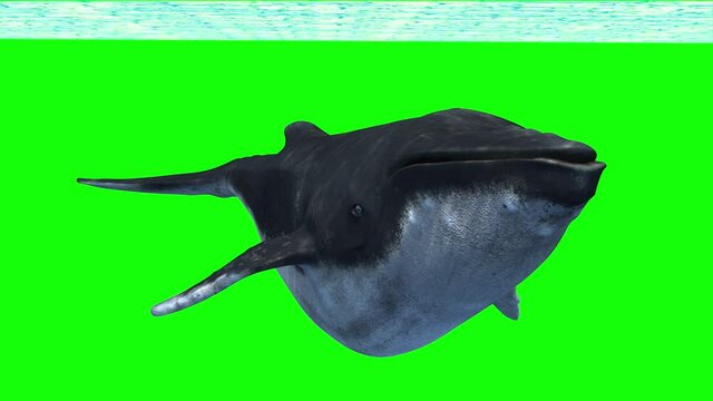 whale on green background looping render 3d